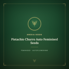 Pistachio Churro Auto Feminised Seeds Pistachio Churro Auto Feminised Seeds