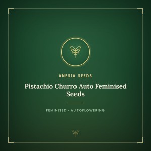 Pistachio Churro Auto Feminised Seeds