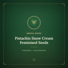 Pistachio Snow Cream Feminised Seeds