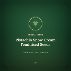 Pistachio Snow Cream Feminised Seeds Pistachio Snow Cream Feminised Seeds