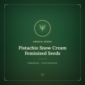 Pistachio Snow Cream Feminised Seeds