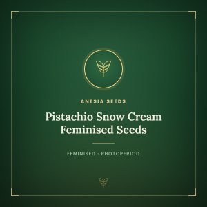 Pistachio Snow Cream Feminised Seeds Pistachio Snow Cream Feminised Seeds