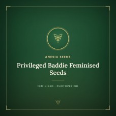 Privileged Baddie Feminised Seeds Privileged Baddie Feminised Seeds