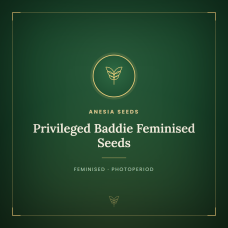 Privileged Baddie Feminised Seeds Privileged Baddie Feminised Seeds
