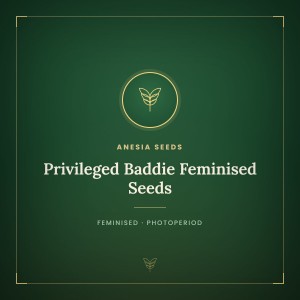 Privileged Baddie Feminised Seeds Privileged Baddie Feminised Seeds