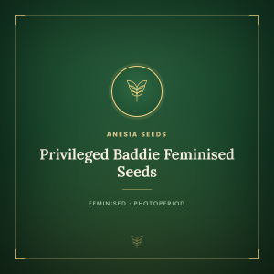 Privileged Baddie Feminised Seeds Privileged Baddie Feminised Seeds