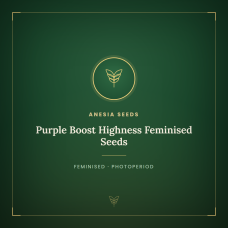 Purple Boost Highness Feminised Seeds Purple Boost Highness Feminised Seeds