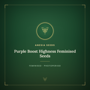 Purple Boost Highness Feminised Seeds Purple Boost Highness Feminised Seeds