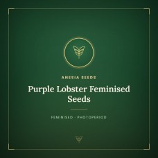 Purple Lobster Feminised Seeds Purple Lobster Feminised Seeds