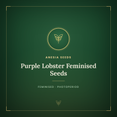 Purple Lobster Feminised Seeds Purple Lobster Feminised Seeds