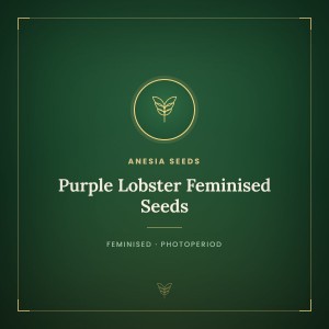 Purple Lobster Feminised Seeds