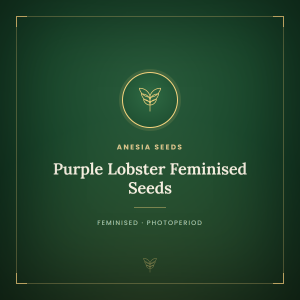 Purple Lobster Feminised Seeds Purple Lobster Feminised Seeds