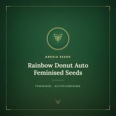 Rainbow Donut Auto Feminised Seeds Rainbow Donut Auto Feminised Seeds