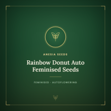 Rainbow Donut Auto Feminised Seeds Rainbow Donut Auto Feminised Seeds