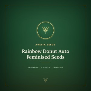 Rainbow Donut Auto Feminised Seeds Rainbow Donut Auto Feminised Seeds