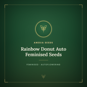 Rainbow Donut Auto Feminised Seeds Rainbow Donut Auto Feminised Seeds
