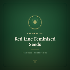 Red Line Feminised Seeds Red Line Feminised Seeds