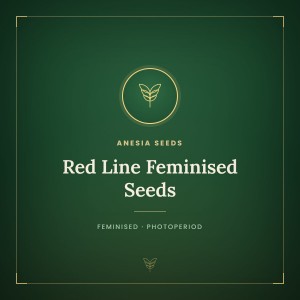 Red Line Feminised Seeds Red Line Feminised Seeds