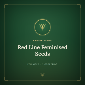 Red Line Feminised Seeds Red Line Feminised Seeds