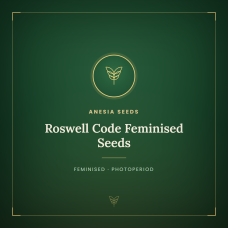 Roswell Code Feminised Seeds Roswell Code Feminised Seeds