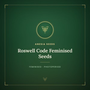 Roswell Code Feminised Seeds Roswell Code Feminised Seeds