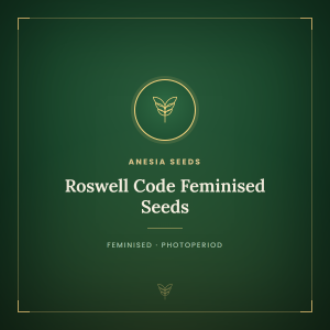 Roswell Code Feminised Seeds Roswell Code Feminised Seeds