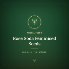 Rose Soda Feminised Seeds Rose Soda Feminised Seeds
