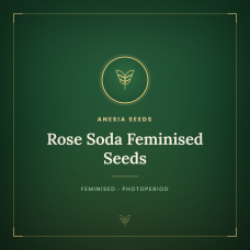 Rose Soda Feminised Seeds Rose Soda Feminised Seeds