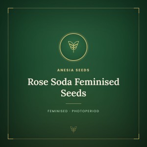 Rose Soda Feminised Seeds Rose Soda Feminised Seeds