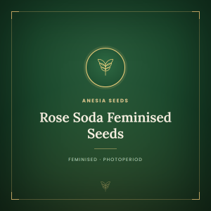 Rose Soda Feminised Seeds Rose Soda Feminised Seeds