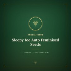 Sleepy Joe Auto Feminised Seeds Sleepy Joe Auto Feminised Seeds