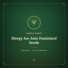 Sleepy Joe Auto Feminised Seeds Sleepy Joe Auto Feminised Seeds