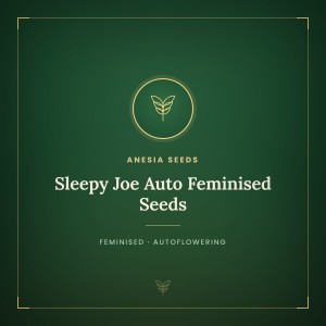 Sleepy Joe Auto Feminised Seeds Sleepy Joe Auto Feminised Seeds