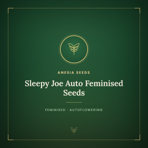 Sleepy Joe Auto Feminised Seeds Sleepy Joe Auto Feminised Seeds