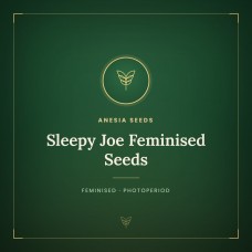 Sleepy Joe Feminised Seeds Sleepy Joe Feminised Seeds