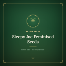 Sleepy Joe Feminised Seeds Sleepy Joe Feminised Seeds