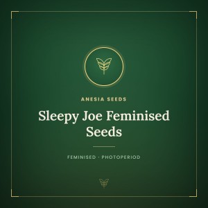 Sleepy Joe Feminised Seeds Sleepy Joe Feminised Seeds