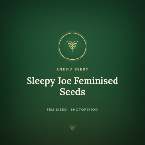 Sleepy Joe Feminised Seeds Sleepy Joe Feminised Seeds