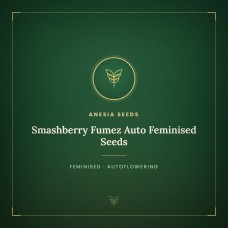 Smashberry Fumez Auto Feminised Seeds Smashberry Fumez Auto Feminised Seeds