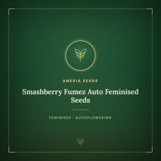 Smashberry Fumez Auto Feminised Seeds Smashberry Fumez Auto Feminised Seeds