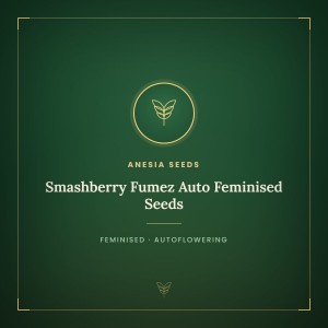 Smashberry Fumez Auto Feminised Seeds