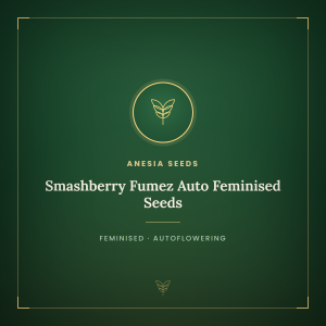 Smashberry Fumez Auto Feminised Seeds Smashberry Fumez Auto Feminised Seeds