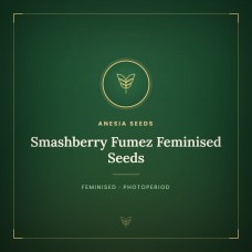 Smashberry Fumez Feminised Seeds Smashberry Fumez Feminised Seeds