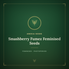 Smashberry Fumez Feminised Seeds Smashberry Fumez Feminised Seeds