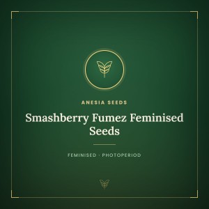 Smashberry Fumez Feminised Seeds