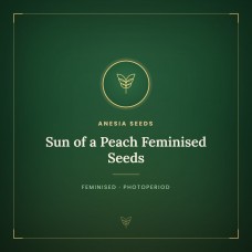Sun of a Peach Feminised Seeds Sun of a Peach Feminised Seeds