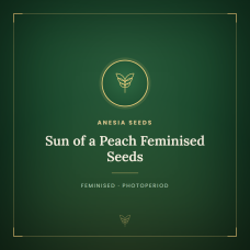 Sun of a Peach Feminised Seeds Sun of a Peach Feminised Seeds