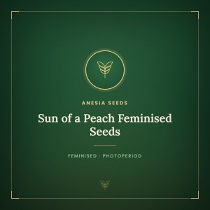 Sun of a Peach Feminised Seeds