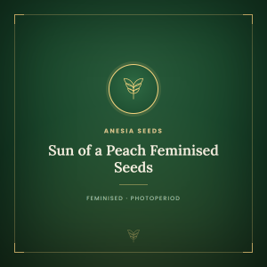 Sun of a Peach Feminised Seeds Sun of a Peach Feminised Seeds