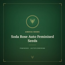 Soda Rose Auto Feminised Seeds Soda Rose Auto Feminised Seeds